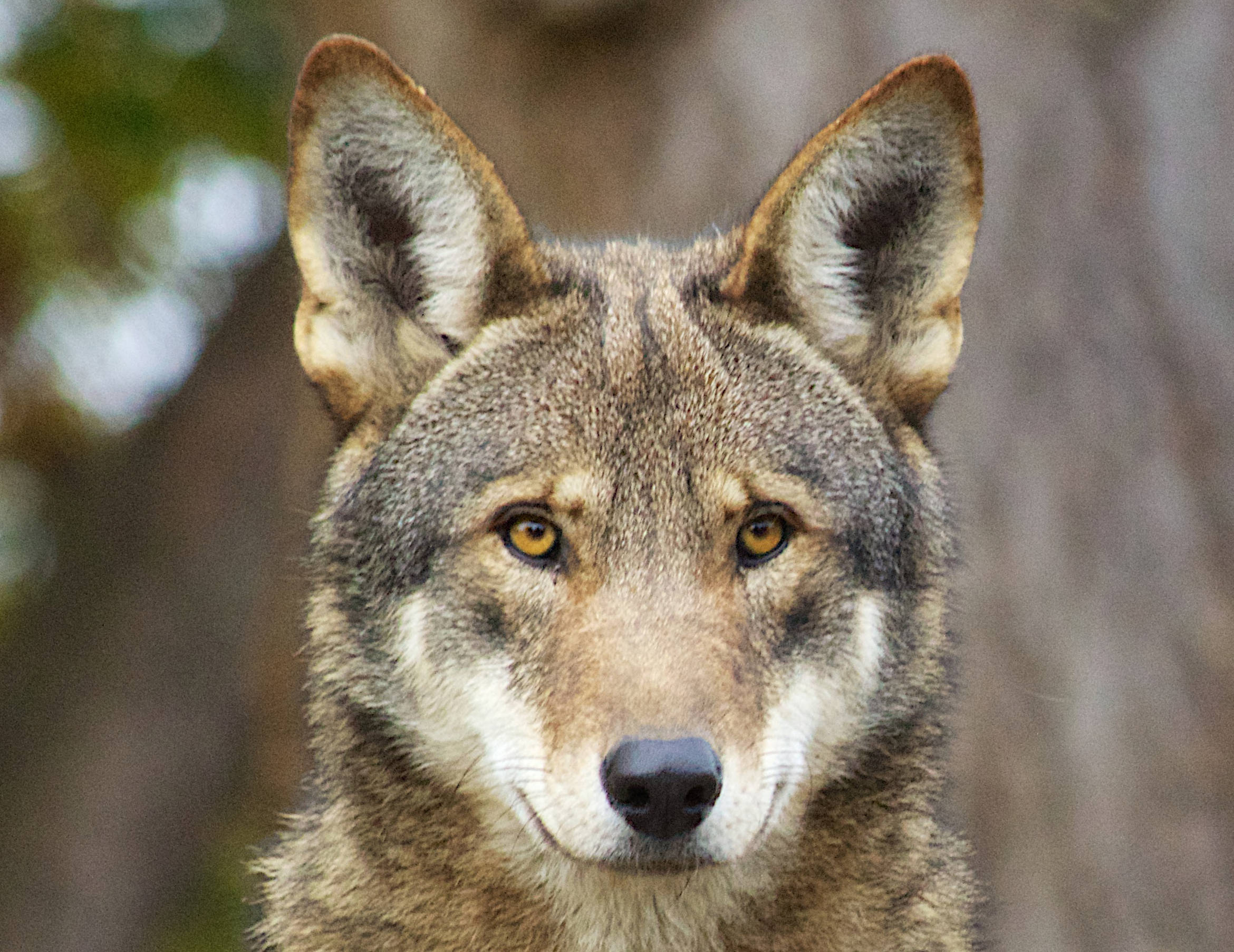 Red Wolf Portrait